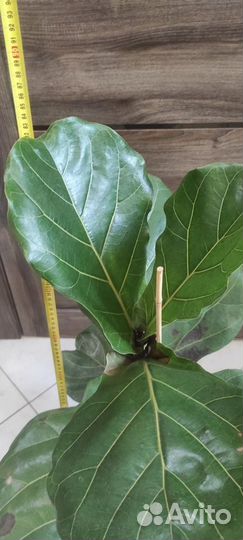 Фикус Лирата Колумнарис