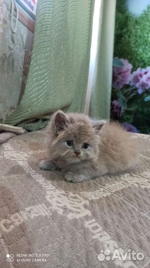 Кошки
