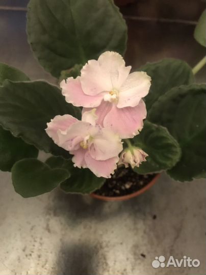 Фиалки сортовые