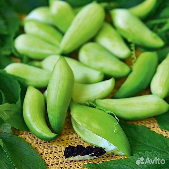 Циклантера съедобная, перуанский огурец, семена