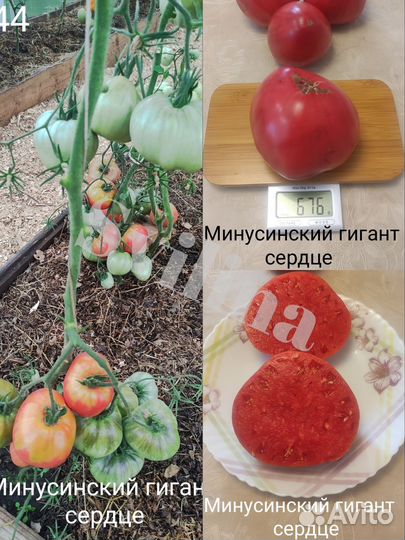 Семена томатов