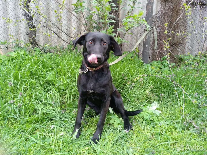 Молодая стерилизованая собака на охрану