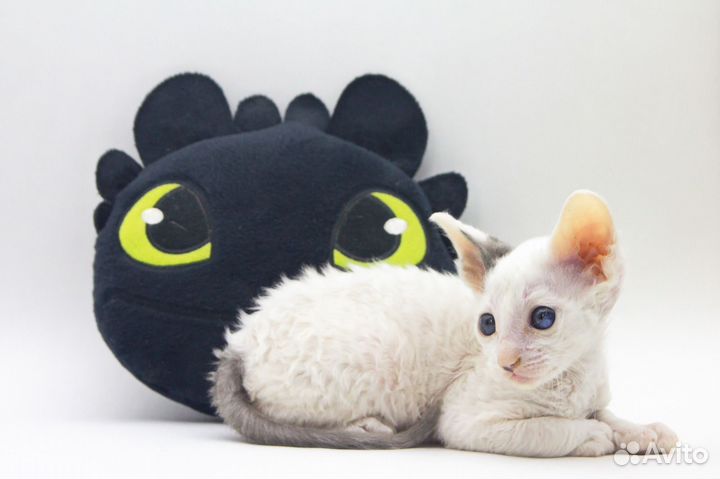 Котята корниш-рекс