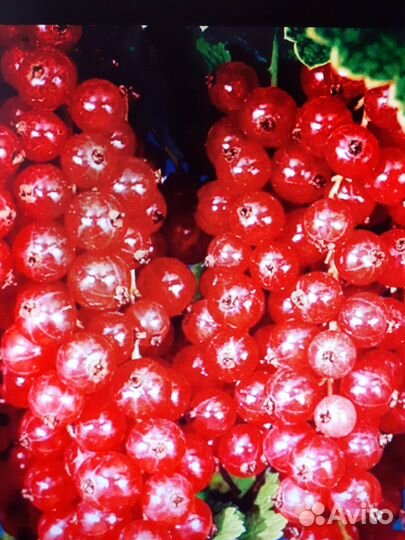 Саженцы смородины, ежевики, малины, клубники