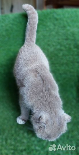 Шотландская вислоухая молодая кошка в дар