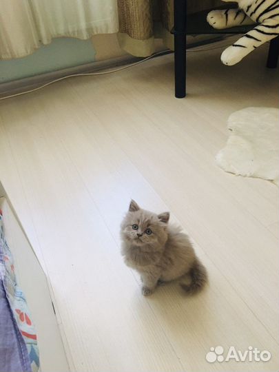 Британская кошка
