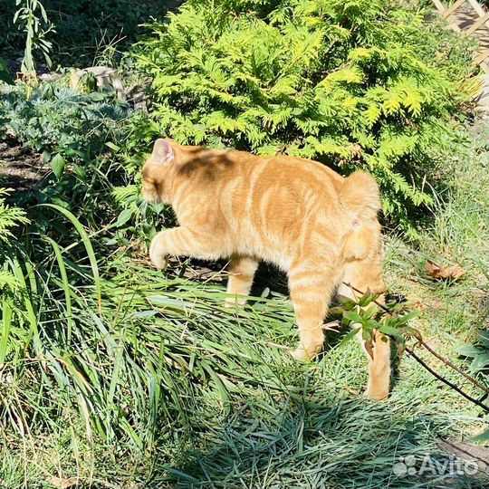 Представитель о.Кунашир открыт