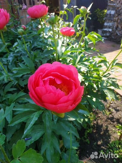 Пионы шикарных сортов