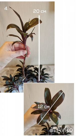 Цветок Кордилина отростки 20-30 см