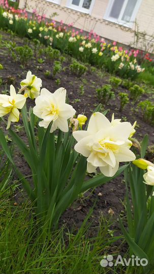 Нарциссы