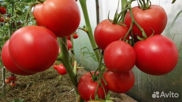 Рассада огурцов, помидор, баклажанов, перцев