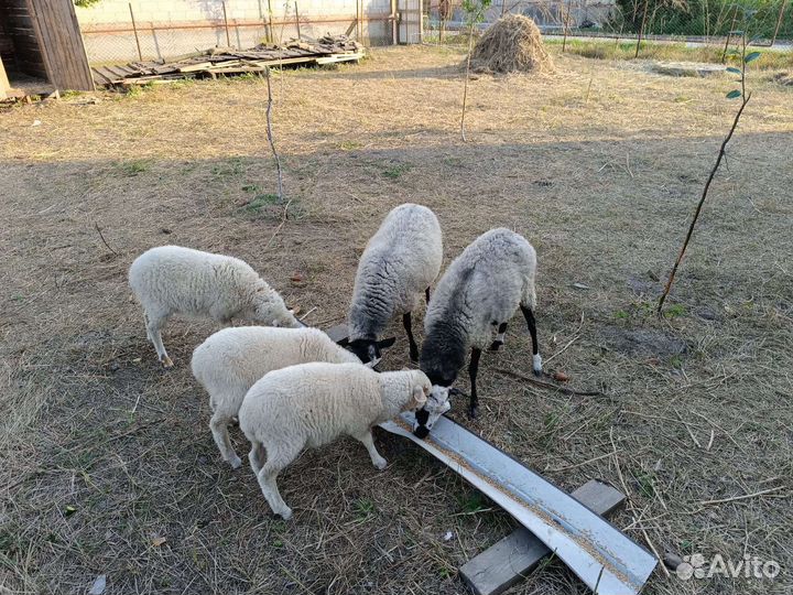 Овцы бараны ягнята