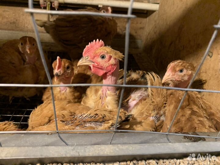 Курочки мясояичные