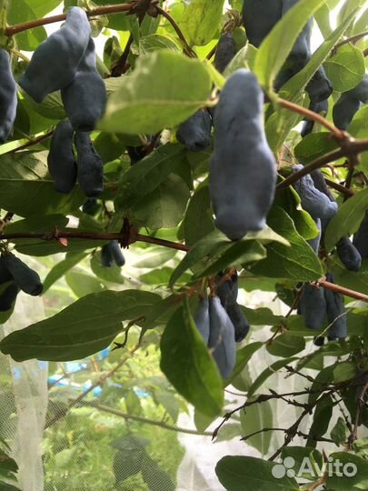 Жимолость саженцы