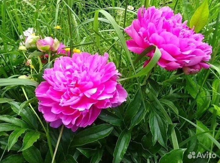 Пионы корневища Сара Бернар