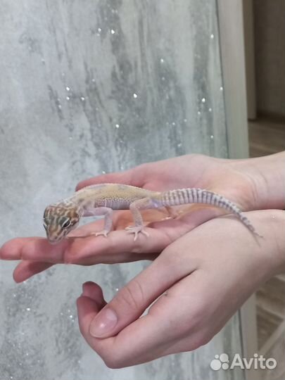 Продам эублефара (геккона)