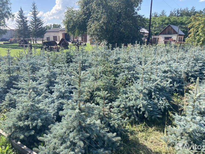 Саженцы, сосны, саженцы ели, сосны