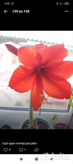 Комнатные цветы