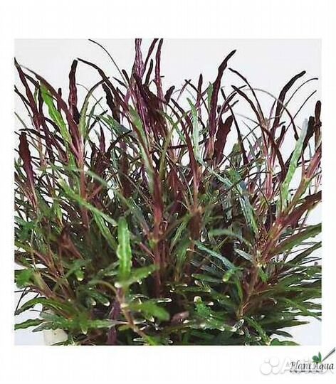 Молинезия вольная (Poecilia salvatoris)