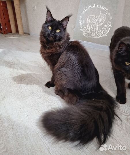 Мейн кун из питомника Lakshestar