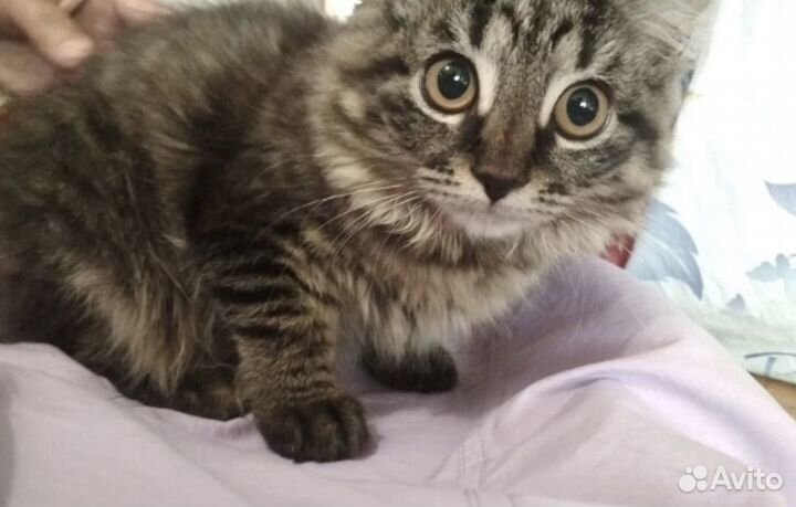 Котенок стерелизуем