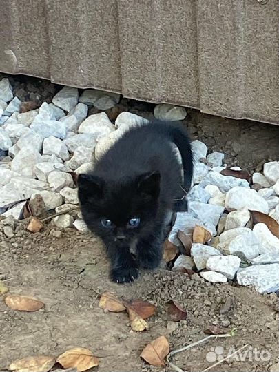 Котенок