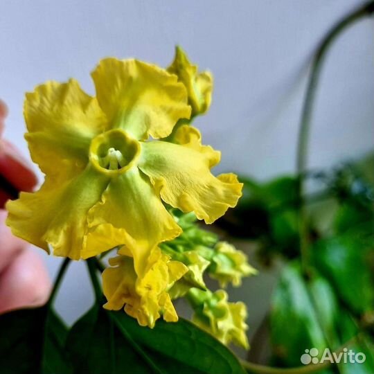 Додонея пурпурная, Престония Молли и др