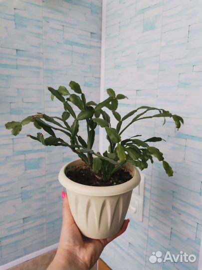 Декабрист (рипсалидопсис)