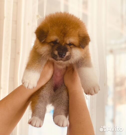 Шикарный мальчик акита ину тигровый окрас