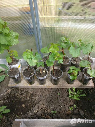 Саженцы винограда, винные сорта