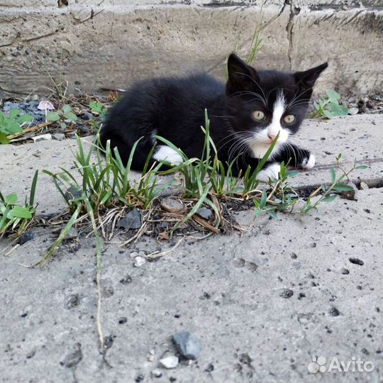 Котята в добрые руки 1 месяц