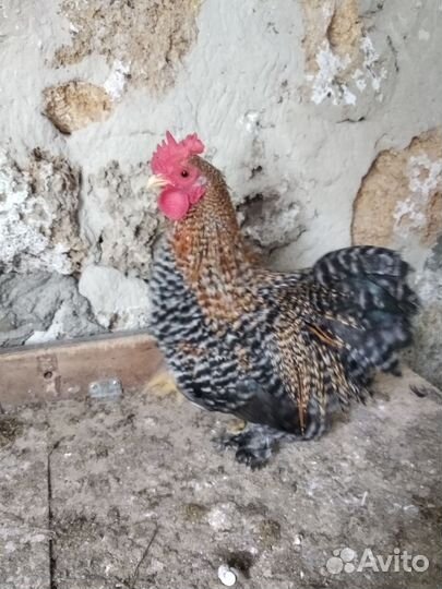 Инкубационные яйца карликовых кур и уток