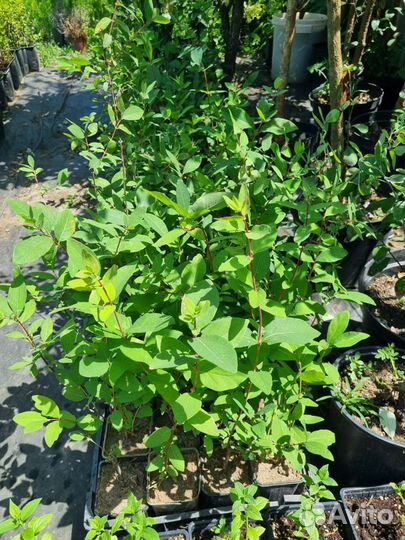 Фейхоа,спирея