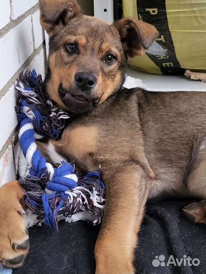 Собака в добрые руки отдам бесплатно