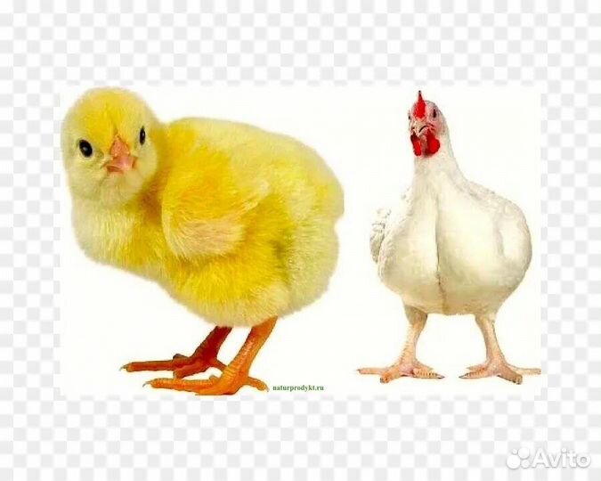 Цыплята бройлеры суточные