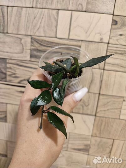 Хойя Black leaves