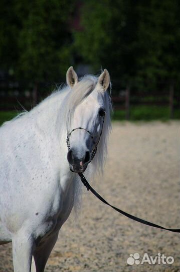 Лошадь пони