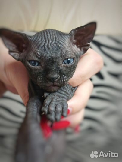 Канадский сфинкс