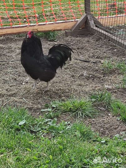 Петухи Амераукана, Пушкинские