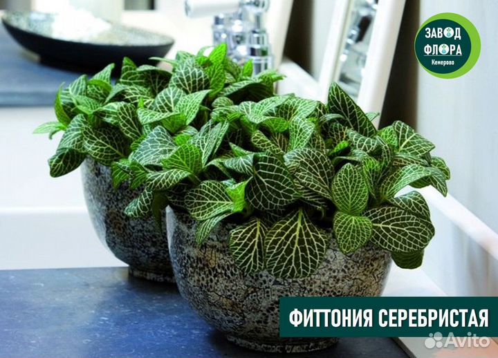 Фиттония 3 сорта (ук.черенки 0,1л)