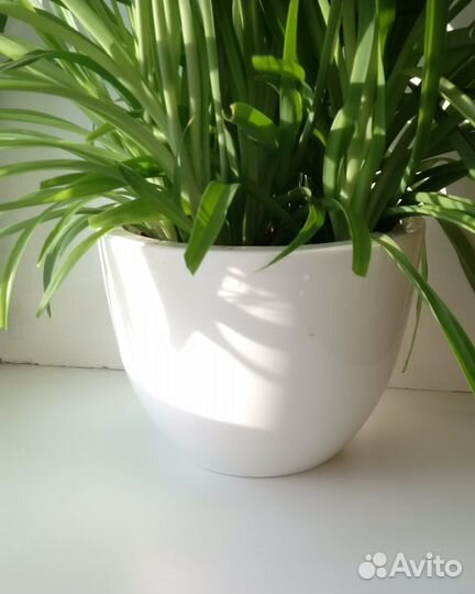 Хлорофитум в горшке-кашпо 2 штуки