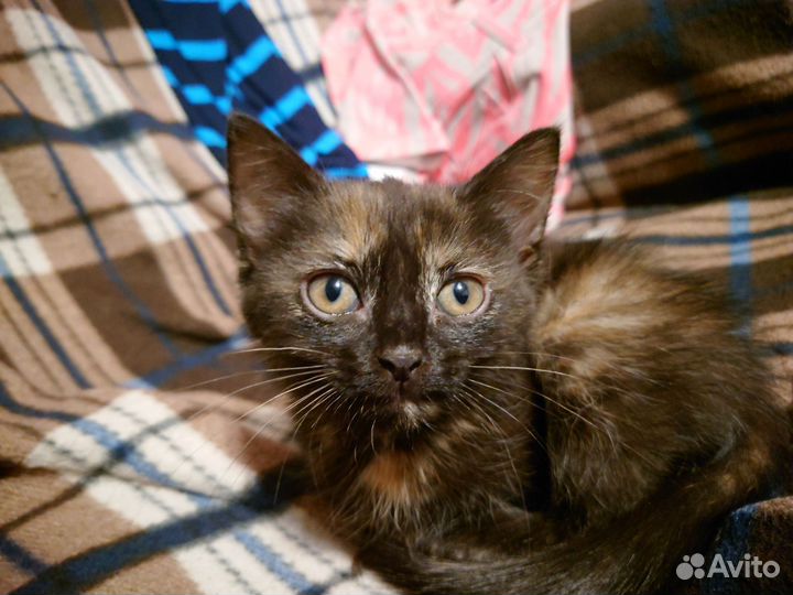 Кошка в добрые руки