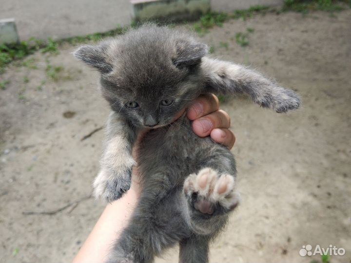 Котята в добрые руки 1 месяц