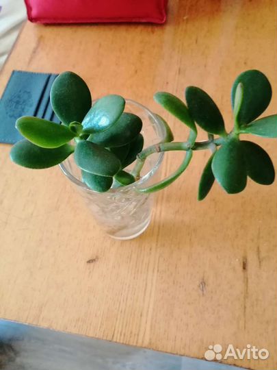 Комнатные цветы отростки