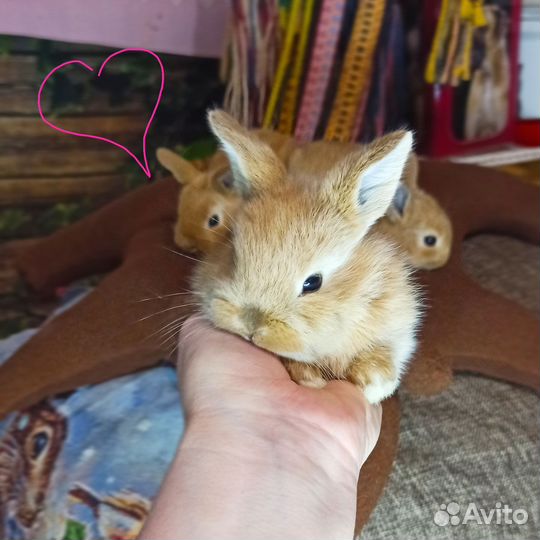 Карликовый кролик рыжий