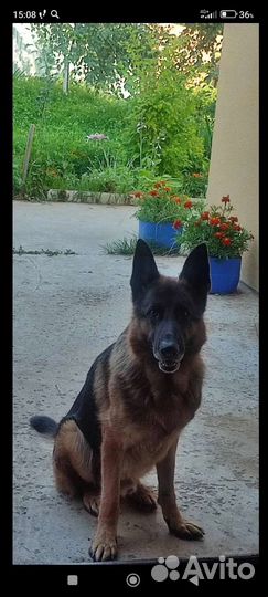 Немецкая овчарка