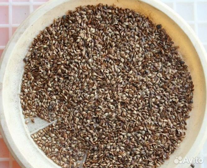 Семена ели обыкновенной