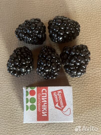 Саженцы ежевики