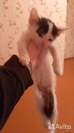Котёнок