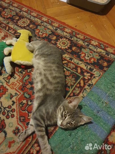 Отдам в добрые руки